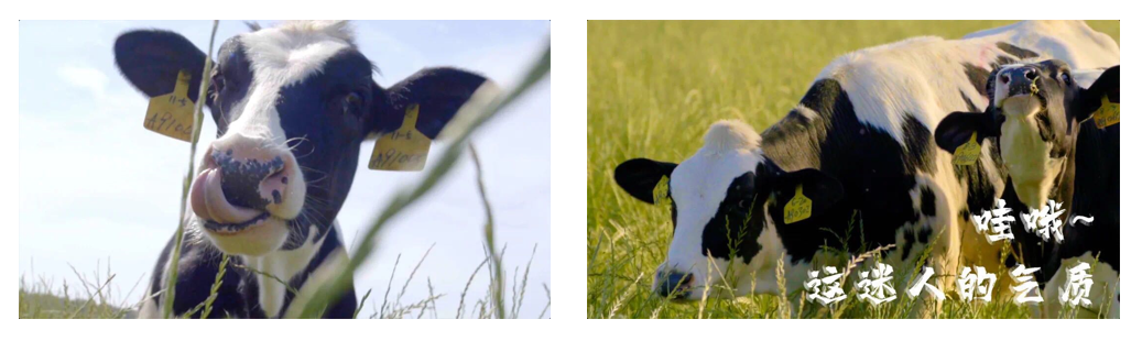 DUOBAO SPORTS丨每天一杯奶，幸福健康喝出来！！！