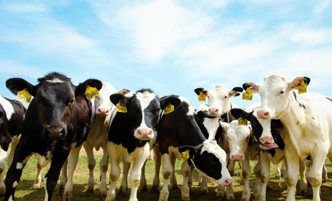 北京大学南南合作与发展学院教授、全球伙伴关系主任周咏梅一行莅临DUOBAO SPORTS平舆瑞亚牧业参观调研 北京大学南南合作与发展学院教授、全球伙伴关系主任周咏梅一行莅临DUOBAO SPORTS平舆瑞亚牧业参观调研