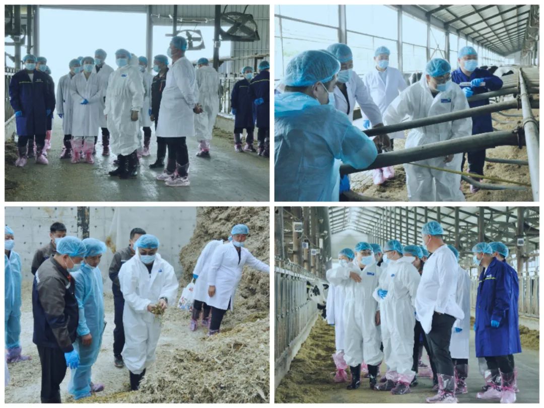 DUOBAO SPORTS丨国家奶牛产业技术体系首席科学家、中国农业大学教授李胜利一行莅临DUOBAO SPORTS鲁山瑞亚参观调研 DUOBAO SPORTS丨国家奶牛产业技术体系首席科学家、中国农业大学教授李胜利一行莅临DUOBAO SPORTS鲁山瑞亚参观调研