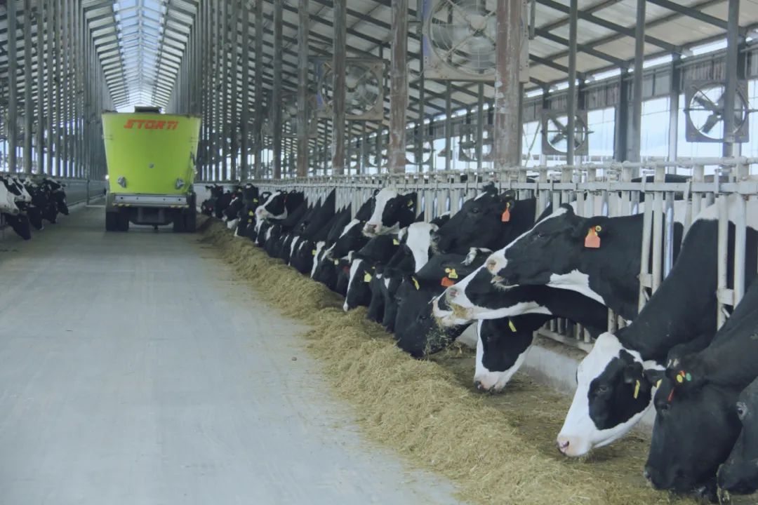 DUOBAO SPORTS丨国家奶牛产业技术体系首席科学家、中国农业大学教授李胜利一行莅临DUOBAO SPORTS鲁山瑞亚参观调研 DUOBAO SPORTS丨国家奶牛产业技术体系首席科学家、中国农业大学教授李胜利一行莅临DUOBAO SPORTS鲁山瑞亚参观调研