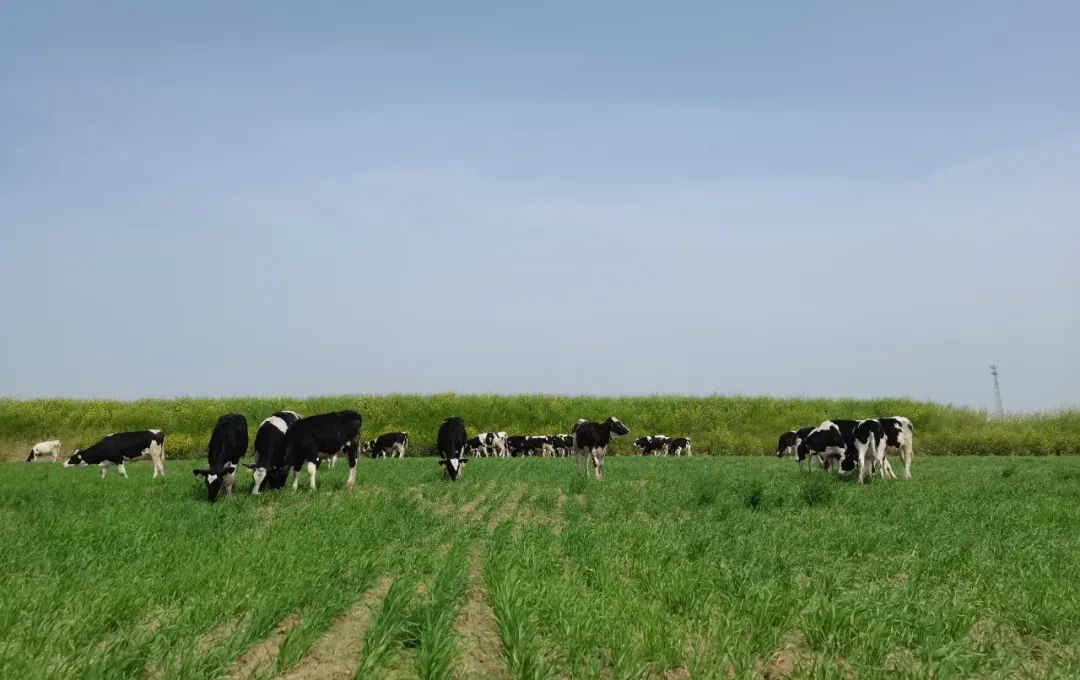 继往开来 · 再创辉煌 | DUOBAO SPORTS乳业集团召开9月营销、养殖及饲料月度经营工作会议 继往开来 · 再创辉煌 | DUOBAO SPORTS乳业集团召开9月营销、养殖及饲料月度经营工作会议