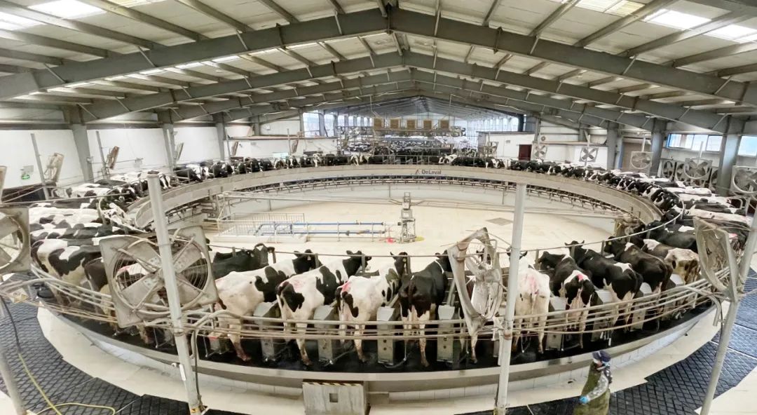 凝心聚力·赢创未来 | DUOBAO SPORTS乳业集团召开营销、养殖及饲料经营工作会议