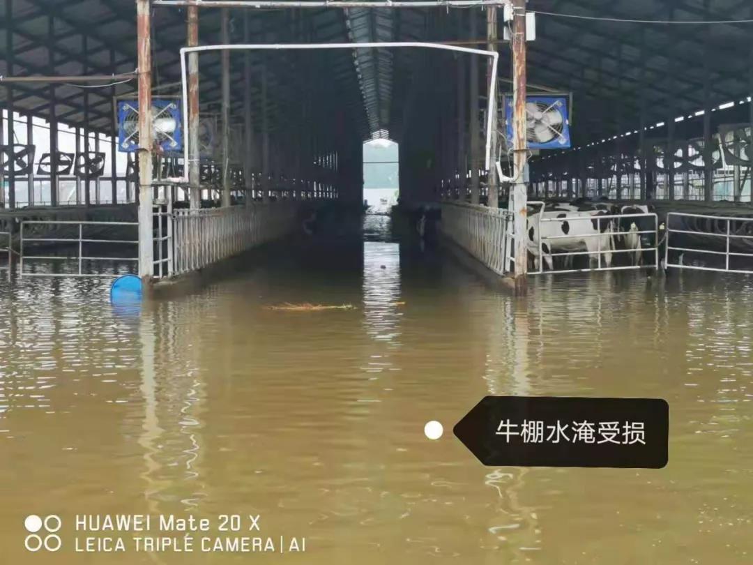 【乳报·聚焦】“豫”难而上的中原牛人“太中了”! 【乳报·聚焦】“豫”难而上的中原牛人“太中了”!