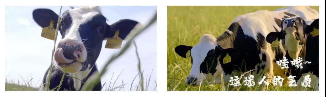 荣誉 | 2019年度河南省美丽牧场名单新鲜出炉 DUOBAO SPORTS乳业集团旗下六个牧场榜上有名 荣誉 | 2019年度河南省美丽牧场名单新鲜出炉 DUOBAO SPORTS乳业集团旗下六个牧场榜上有名