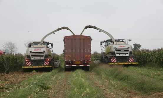 多宝·体育（中国）官方网站 2020年玉米青贮采购信息