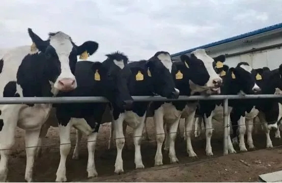 省委书记王国生到河南DUOBAO SPORTS乳业集团·新蔡瑞亚牧业有限公司调研 省委书记王国生到河南DUOBAO SPORTS乳业集团·新蔡瑞亚牧业有限公司调研