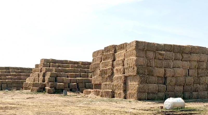 DUOBAO SPORTS2022年小麦秸秆采购招标