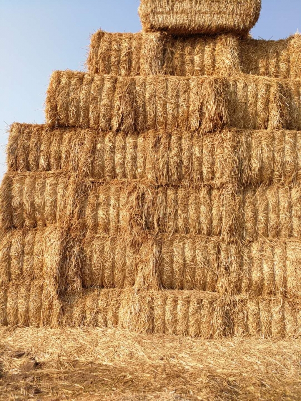 多宝·体育（中国）官方网站 2020年小麦秸秆订单采购信息