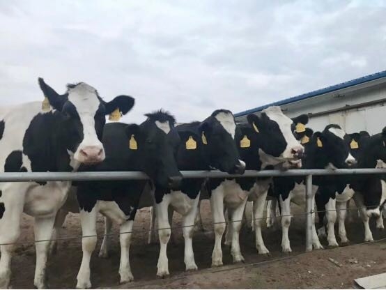 DUOBAO SPORTS乳业集团2019年花生秸秆招标公告